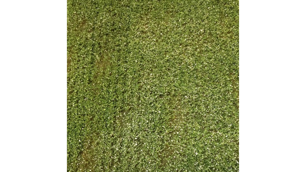 Aardappelveld bloeiend - 21 x 29 cm