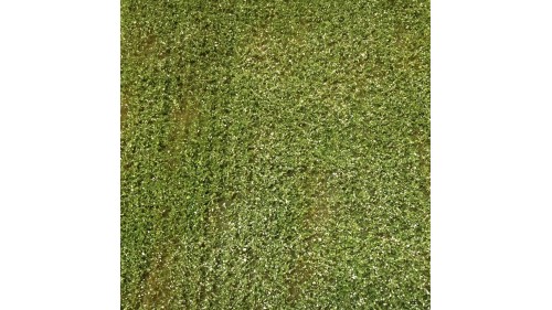 Aardappelveld bloeiend - 29 x 42 cm