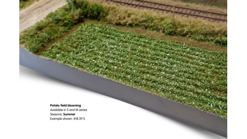 Aardappelveld bloeiend - 21 x 29 cm
