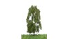 Berk, 18-22 cm, geschikt voor H0