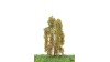 Berk, 12-16 cm, herfst, geschikt voor H0/TT