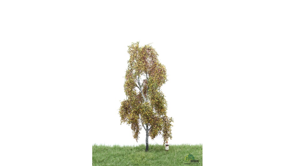Berk, 18-22 cm, herfst, geschikt voor H0