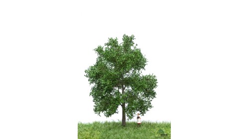 Beuk, 12-16 cm, geschikt voor H0/TT