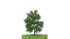 Beuk, 12-16 cm, geschikt voor H0/TT