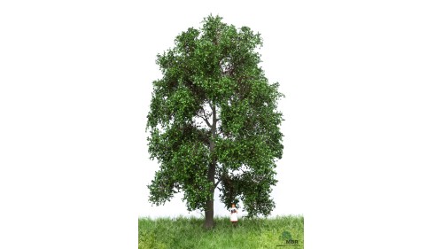 Beuk, 18-22 cm, geschikt voor H0
