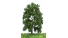 Beuk, 18-22 cm, geschikt voor H0