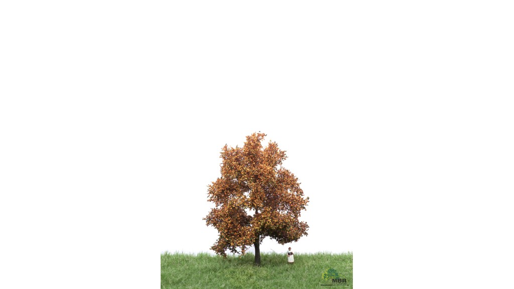 Beuk, 12-16 cm, herfst, geschikt voor H0/TT