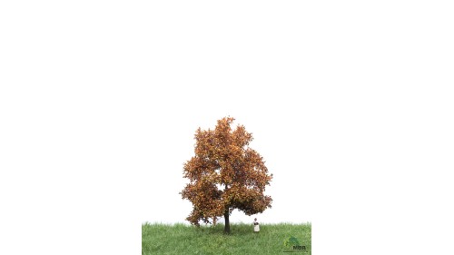 Beuk, 12-16 cm, herfst, geschikt voor H0/TT