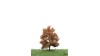 Beuk, 12-16 cm, herfst, geschikt voor H0/TT