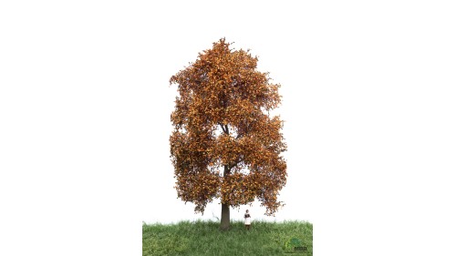 Beuk, 18-22 cm, herfst, geschikt voor H0