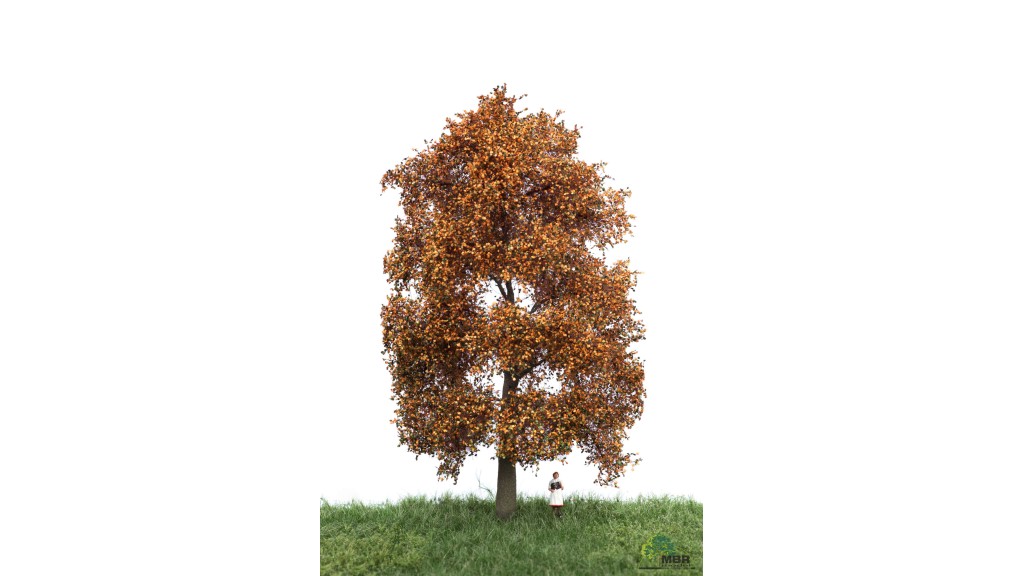 Beuk, 18-22 cm, herfst, geschikt voor H0