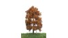 Beuk, 18-22 cm, herfst, geschikt voor H0