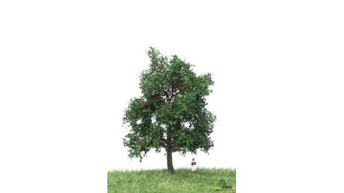 Eik, 12-16 cm, geschikt voor H0/TT