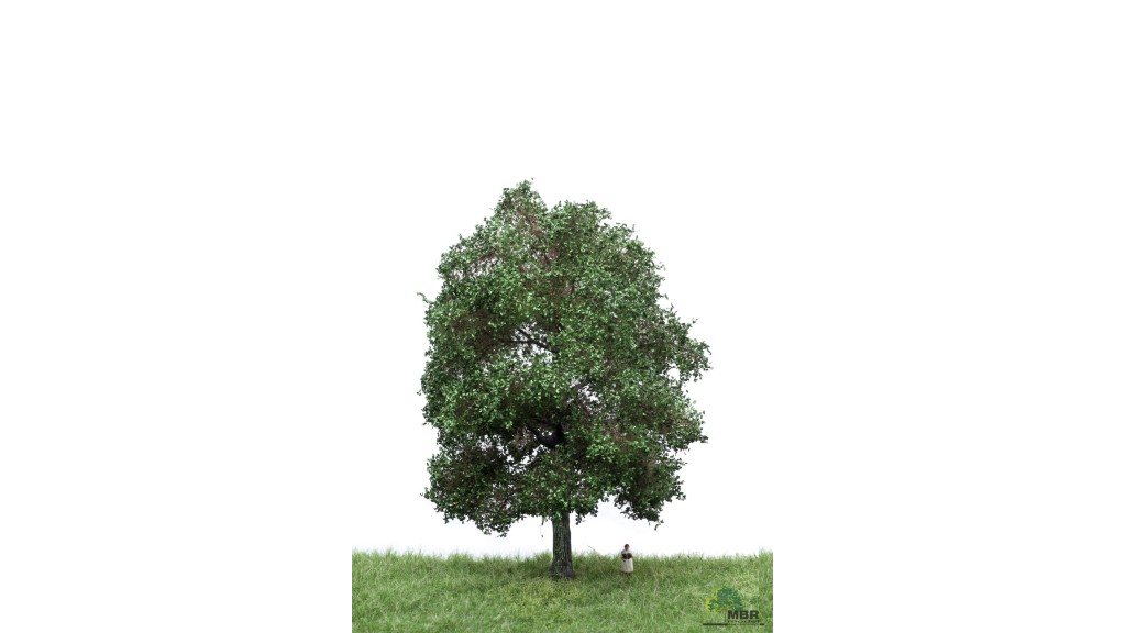 Eik, 18-22 cm, geschikt voor H0