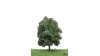 Eik, 18-22 cm, geschikt voor H0