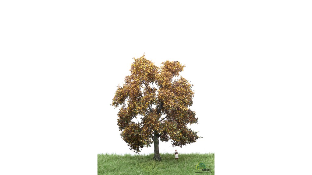 Eik, 18-22 cm, herfst, geschikt voor H0