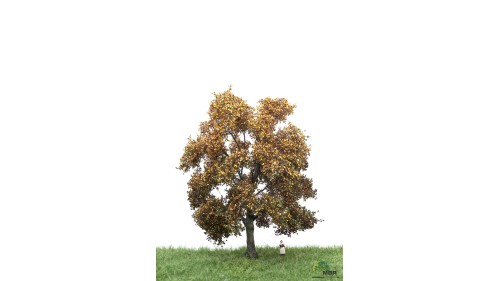 Eik, 18-22 cm, herfst, geschikt voor H0