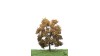 Eik, 18-22 cm, herfst, geschikt voor H0