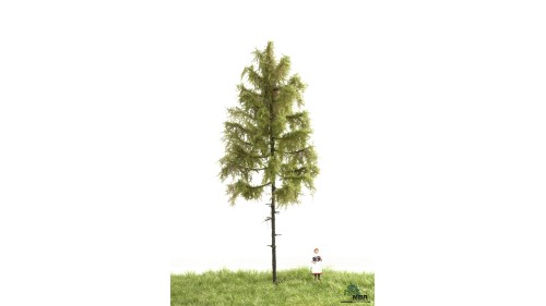 Bos lariks, 18-22 cm, geschikt voor H0