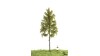 Bos lariks, 18-22 cm, geschikt voor H0