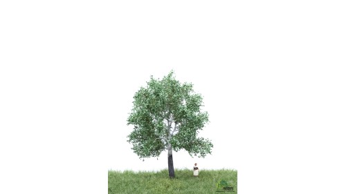 Zilverpopulier, 12-16 cm, geschikt voor H0/TT