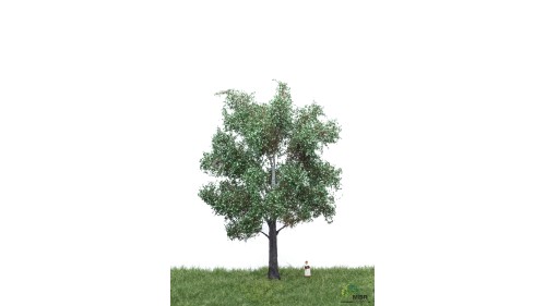 Zilverpopulier, 18-22 cm, geschikt voor H0
