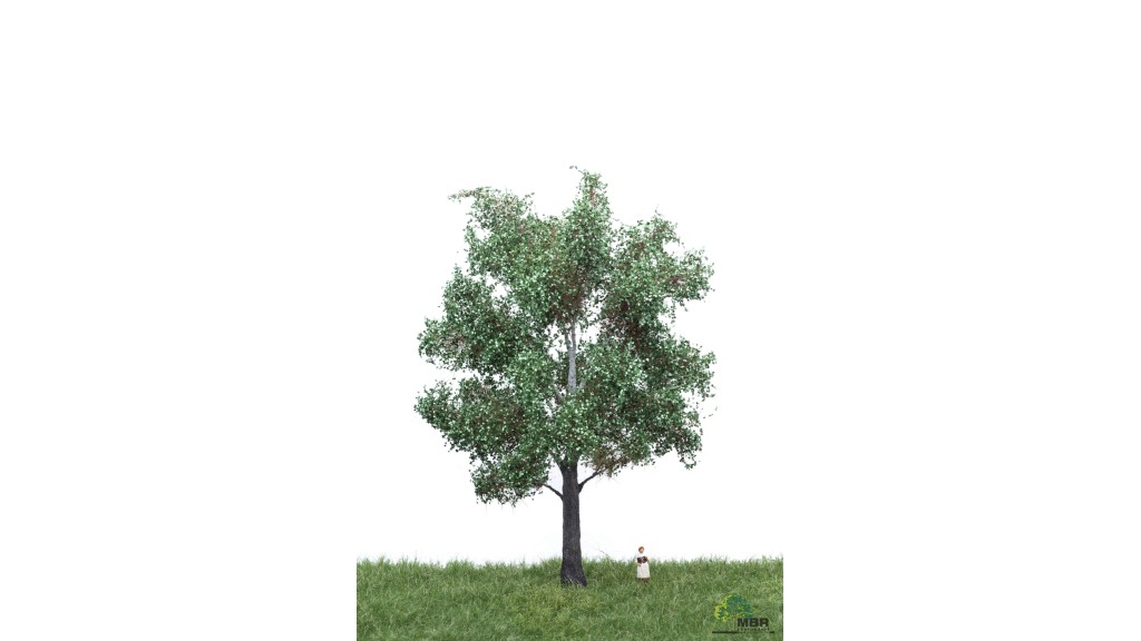 Zilverpopulier, 18-22 cm, geschikt voor H0