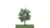 Zilverpopulier, 18-22 cm, geschikt voor H0