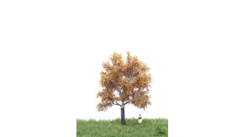 Zilverpopulier, 12-16 cm, herfst, geschikt voor H0/TT