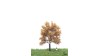 Zilverpopulier, 12-16 cm, herfst, geschikt voor H0/TT