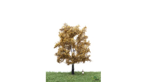 Zilverpopulier, 18-22 cm, herfst, geschikt voor H0