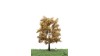 Zilverpopulier, 18-22 cm, herfst, geschikt voor H0