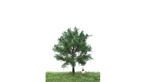 Canadese populier, 12-16 cm, geschikt voor H0/TT