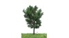 Canadese populier, 18-22 cm, geschikt voor H0