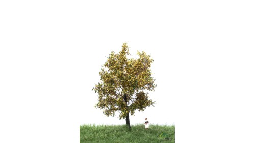 Canadese populier, 12-16 cm, herfst, geschikt voor H0/TT
