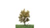 Canadese populier, 12-16 cm, herfst, geschikt voor H0/TT
