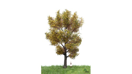 Canadese populier, 18-22 cm, herfst, geschikt voor H0