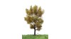 Canadese populier, 18-22 cm, herfst, geschikt voor H0
