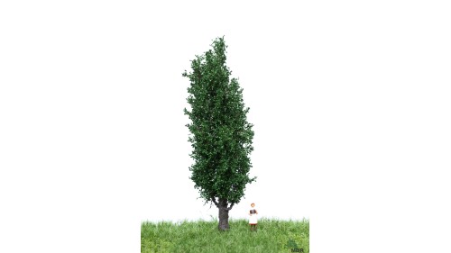 Italiaanse populier, 12-16 cm, geschikt voor H0/TT