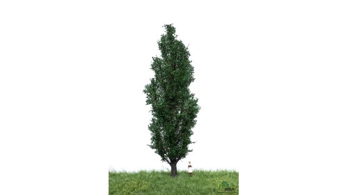 Italiaanse populier, 18-22 cm, geschikt voor H0