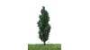 Italiaanse populier, 18-22 cm, geschikt voor H0