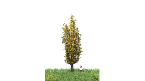 Italiaanse populier, 12-16 cm, geschikt voor H0/TT