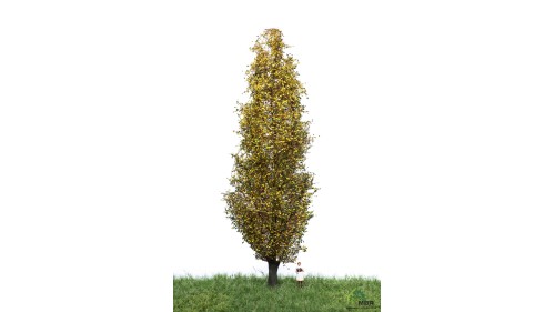 Italiaanse populier, 18-22 cm, geschikt voor H0