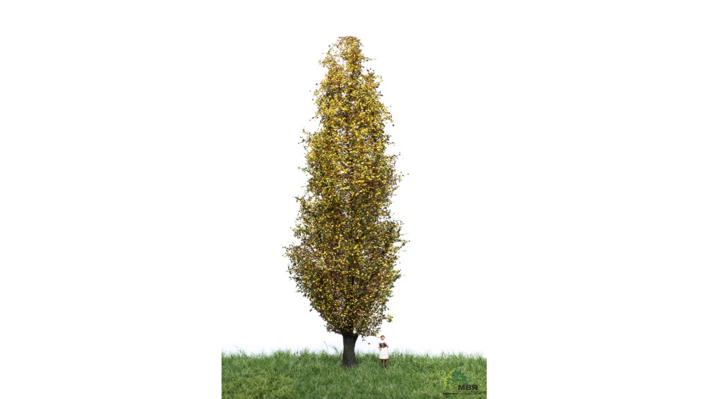 Italiaanse populier, 18-22 cm, geschikt voor H0