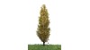 Italiaanse populier, 18-22 cm, geschikt voor H0