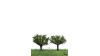 Knotwilg, 10 cm, 2 stuks, geschikt voor H0/TT