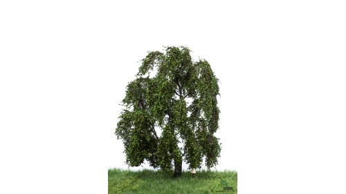 Treurwilg, 18-22 cm, geschikt voor H0