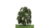 Treurwilg, 18-22 cm, geschikt voor H0