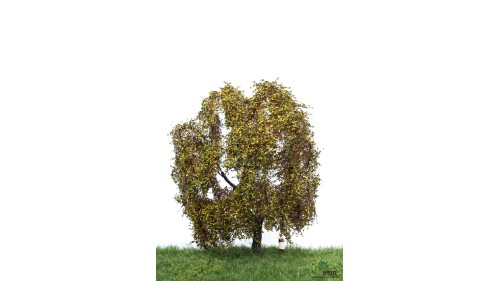 Treurwilg, 18-22 cm, herfst