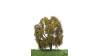 Treurwilg, 18-22 cm, herfst